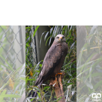 گونه کورکور سیاه Black Kite